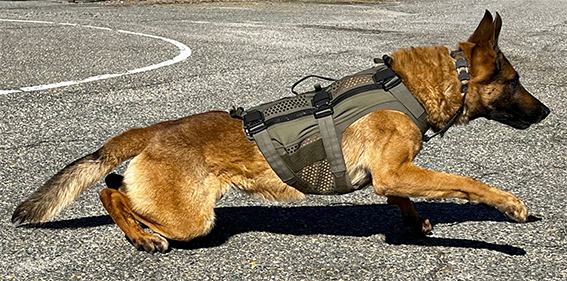 Schweikert Hundesport Detailansicht Recon K9 DT ALPHA TACTICAL K9 VEST sand Gr. M